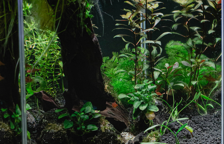 o que fazer em Peixe TO