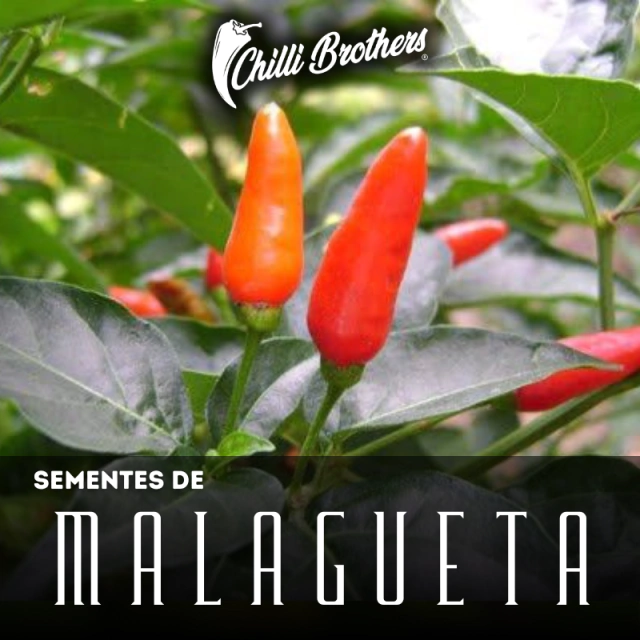 Pimenta Malagueta: Benefícios