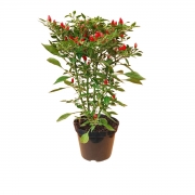 Guia Completo: Como Escolher a Melhor Pimenta Malagueta para Suas Receitas