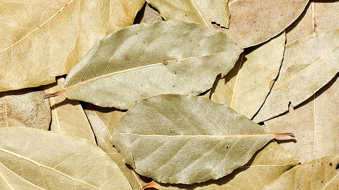 Chá de Louro: Benefícios e Como Preparar para uma Digestão Saudável