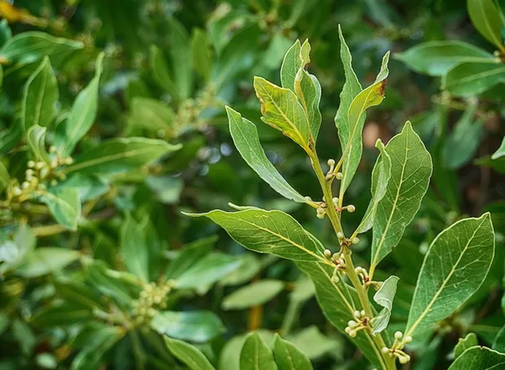 O Segredo da Vovó: Como Usar Folha de Louro para Conservar Alimentos e Afastar Pragas