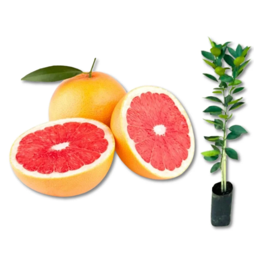 Adubação Orgânica para Laranja Bahia: Receitas e Frequência