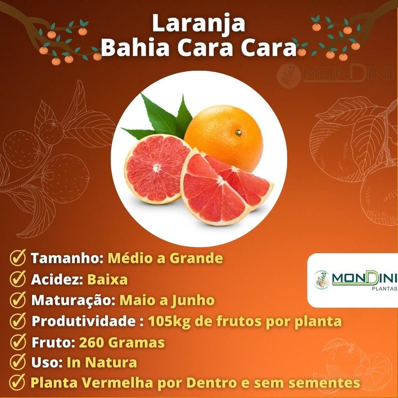 Os Melhores Vasos para Cultivar Laranja Bahia em Apartamento