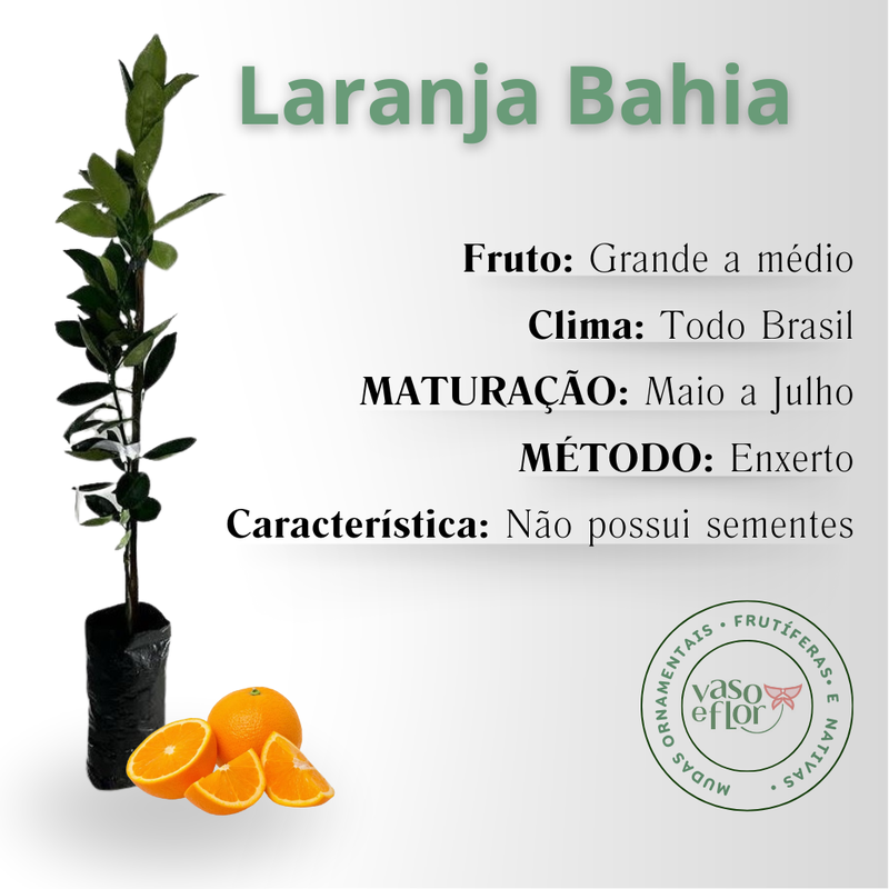 Protegendo sua Laranjeira Bahia de Pragas e Doenças Comuns