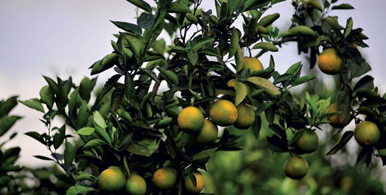 Como Identificar e Podar Brotos Ladrões em sua Laranjeira