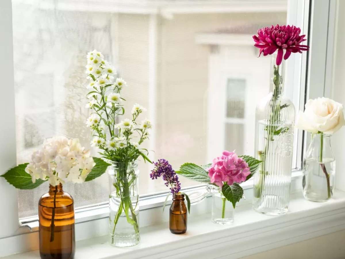 plantas que são fáceis de propagar