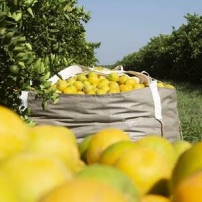 pomar de laranjas orgânico