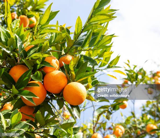 Guia Completo para Escolha de Mudas de Laranja Orgânica