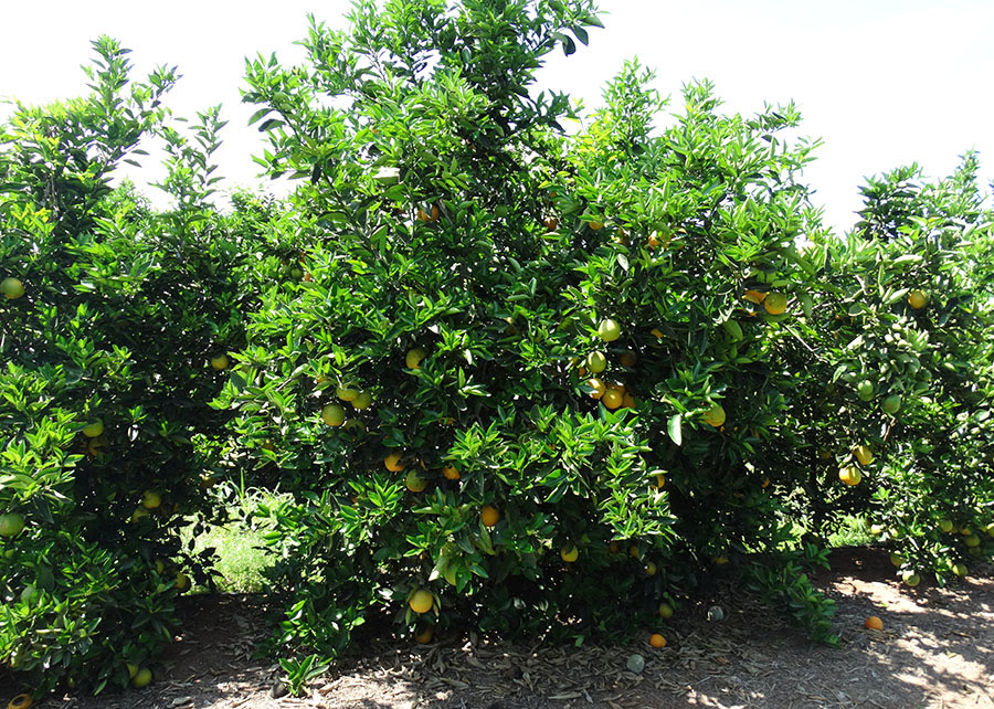 Como Fazer Caldas Naturais para Proteger sua Laranjeira