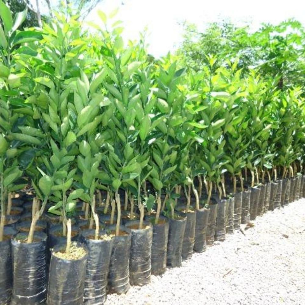 preço de muda de laranjeira