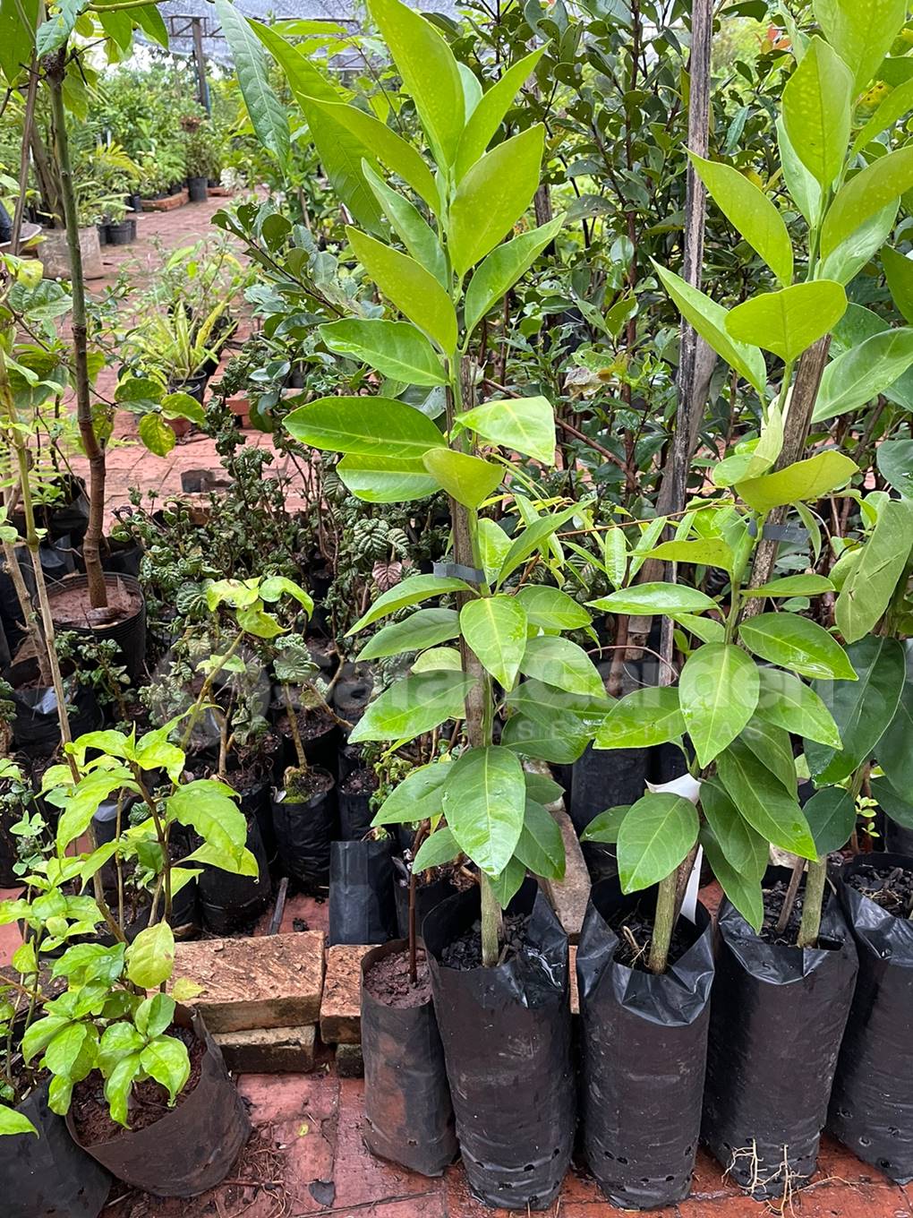 Guia Completo: Como Escolher a Muda de Laranjeira Ideal para Seu Jardim