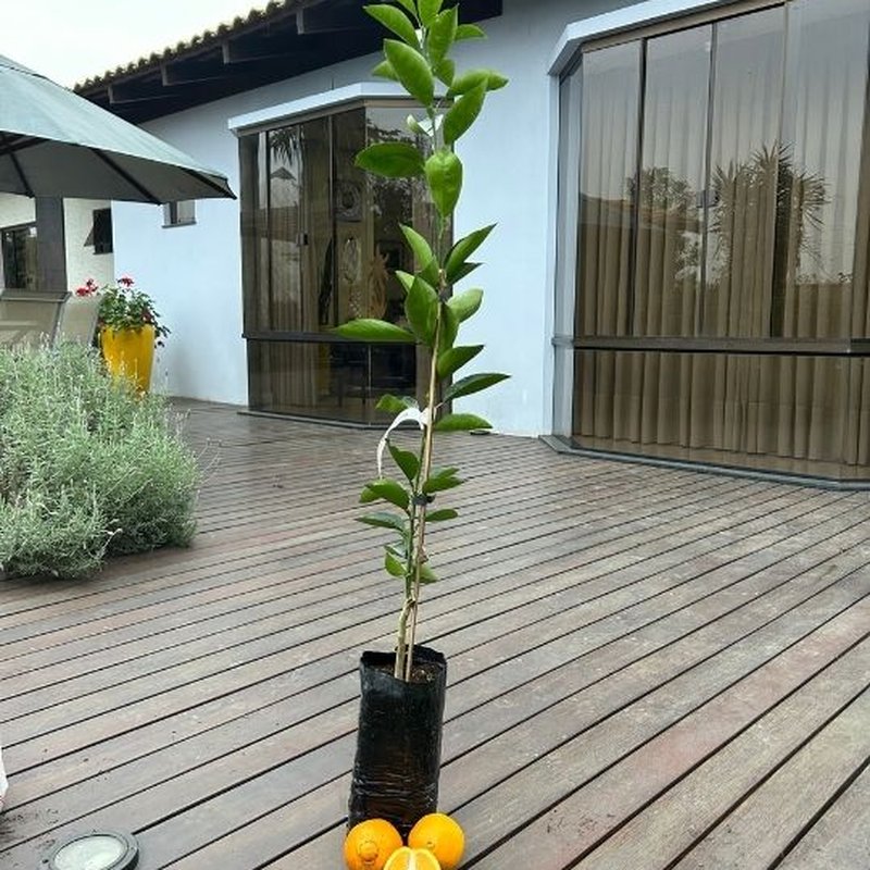 Diferenças entre Mudas de Laranja Enxertadas e de Semente: Qual a Melhor Opção?