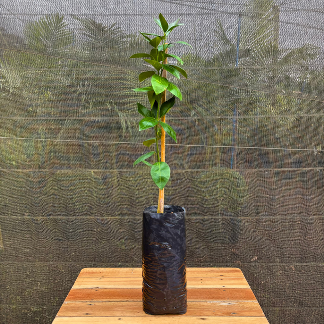 Cultivo de Laranjeiras em Vasos: Dicas Essenciais para o Sucesso