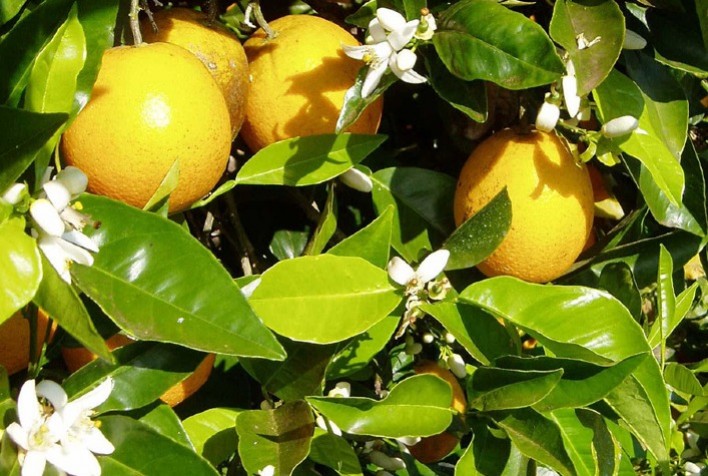 previsão do tempo para citricultores