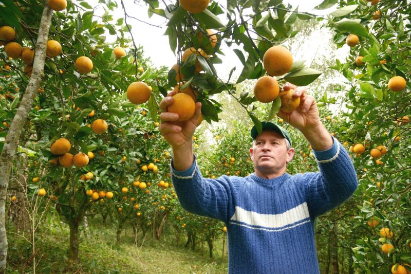 previsão do tempo para citricultores