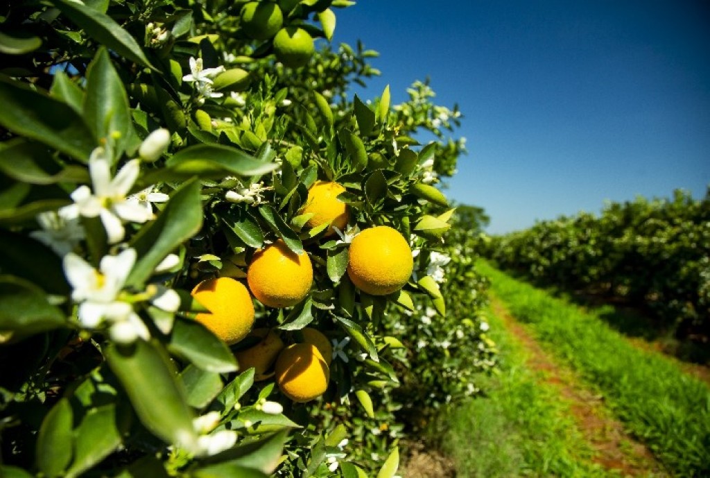 previsão do tempo para citricultores