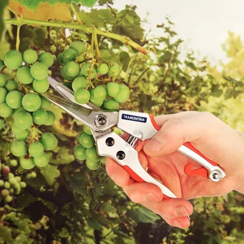 Alternância de Produção em Citros: Causas e Soluções