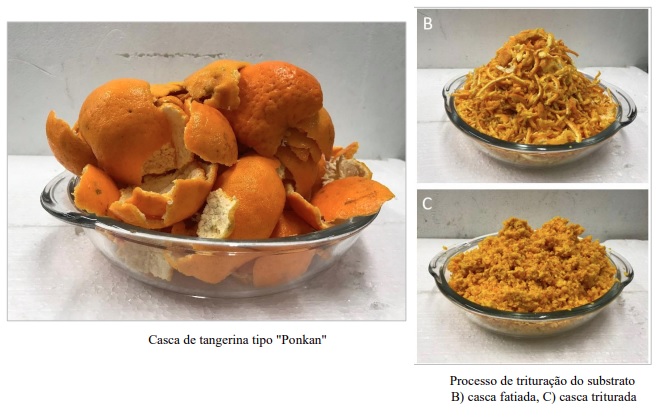 raleio de frutos laranja