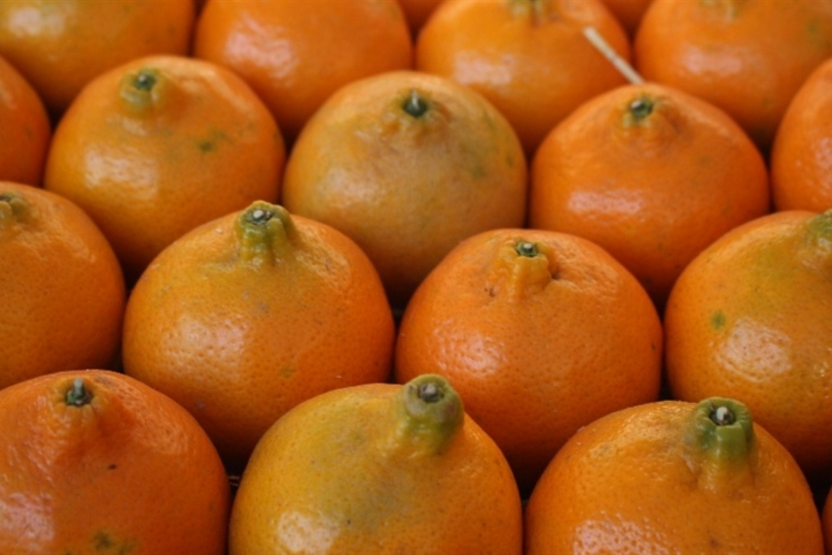 Guia Completo de Adubação para Laranjeiras Pós-Raleio