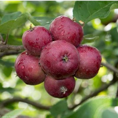 Alternância de Produção em Citros: Causas e Soluções