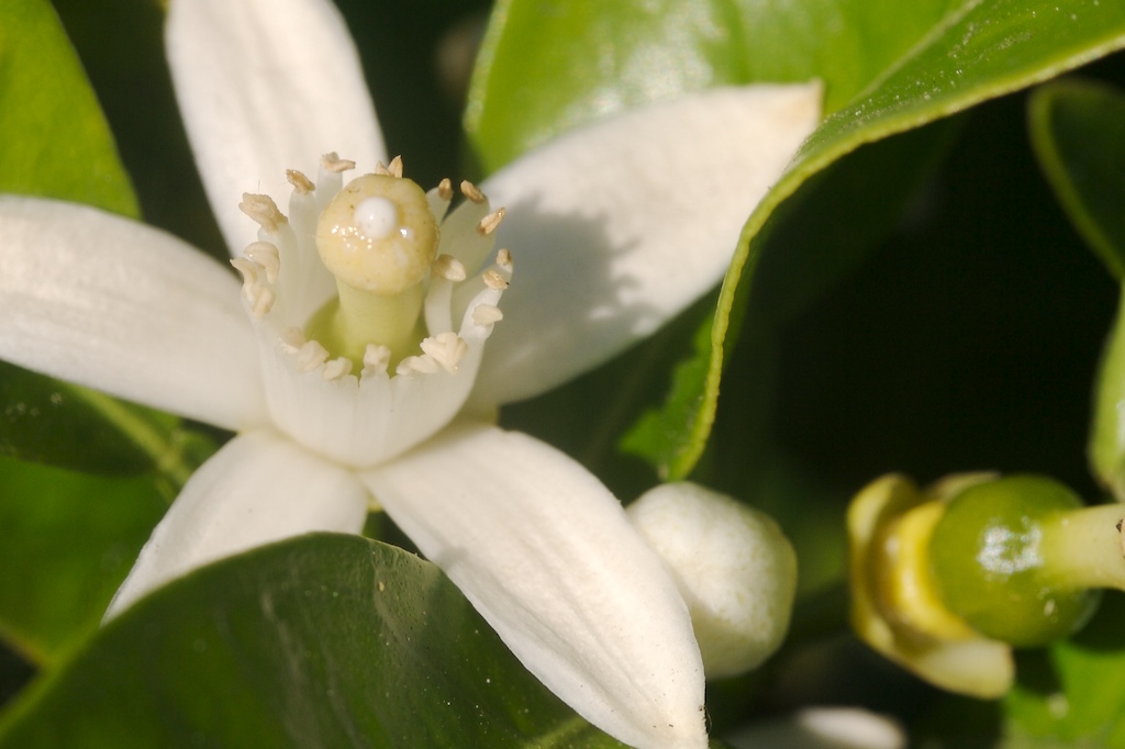 Guia Completo: Como Diferenciar Ramos Ladrões de Brotos Produtivos em Laranjeiras