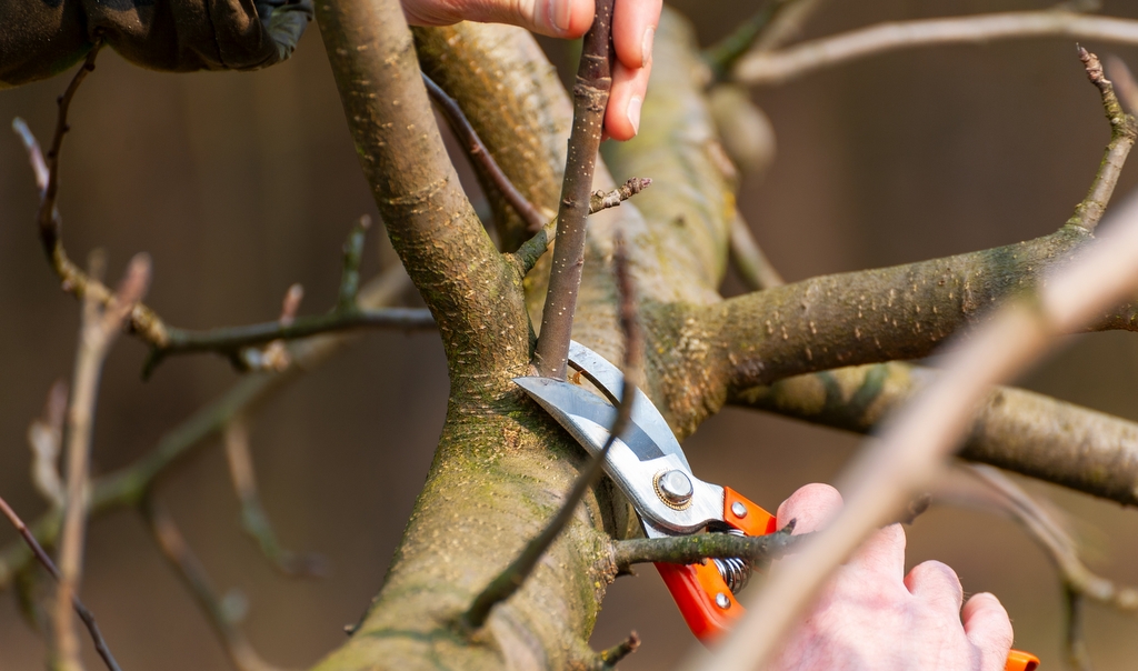 Poda de Enxertia: Entenda a Diferença entre Brotos do Cavalo e do Enxerto