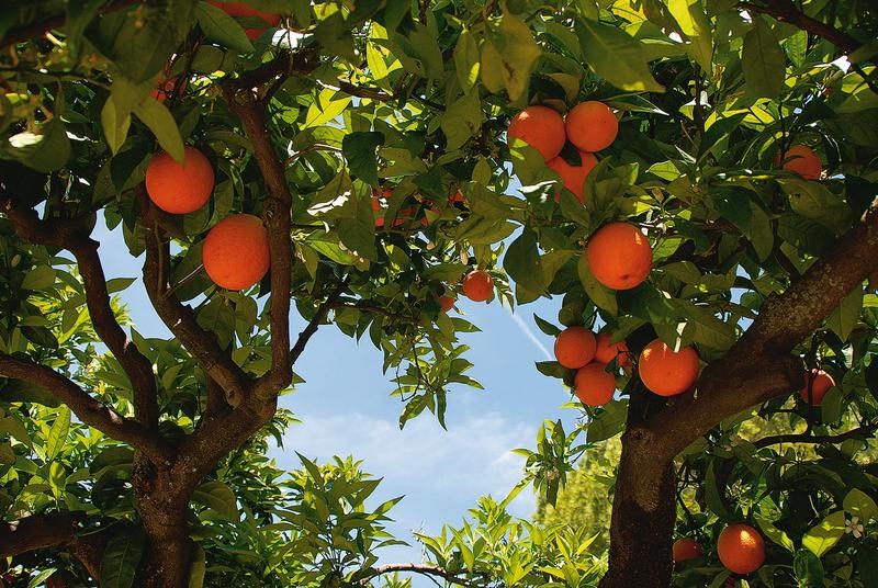 Ferramentas Essenciais para Poda de Frutíferas: Escolha e Esterilização