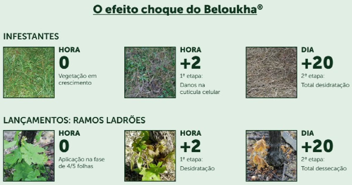 Guia Completo: Como Diferenciar Ramos Ladrões de Brotos Produtivos em Laranjeiras