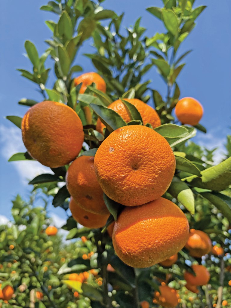 O Calendário da Poda: Qual a Melhor Época para Podar Suas Laranjeiras e Outros Citros