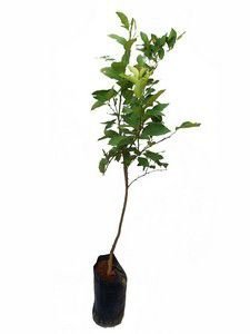 Ferramentas Essenciais para Poda de Frutíferas: Escolha e Esterilização