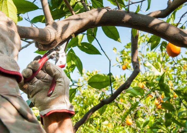 ramos ladrões laranjeira