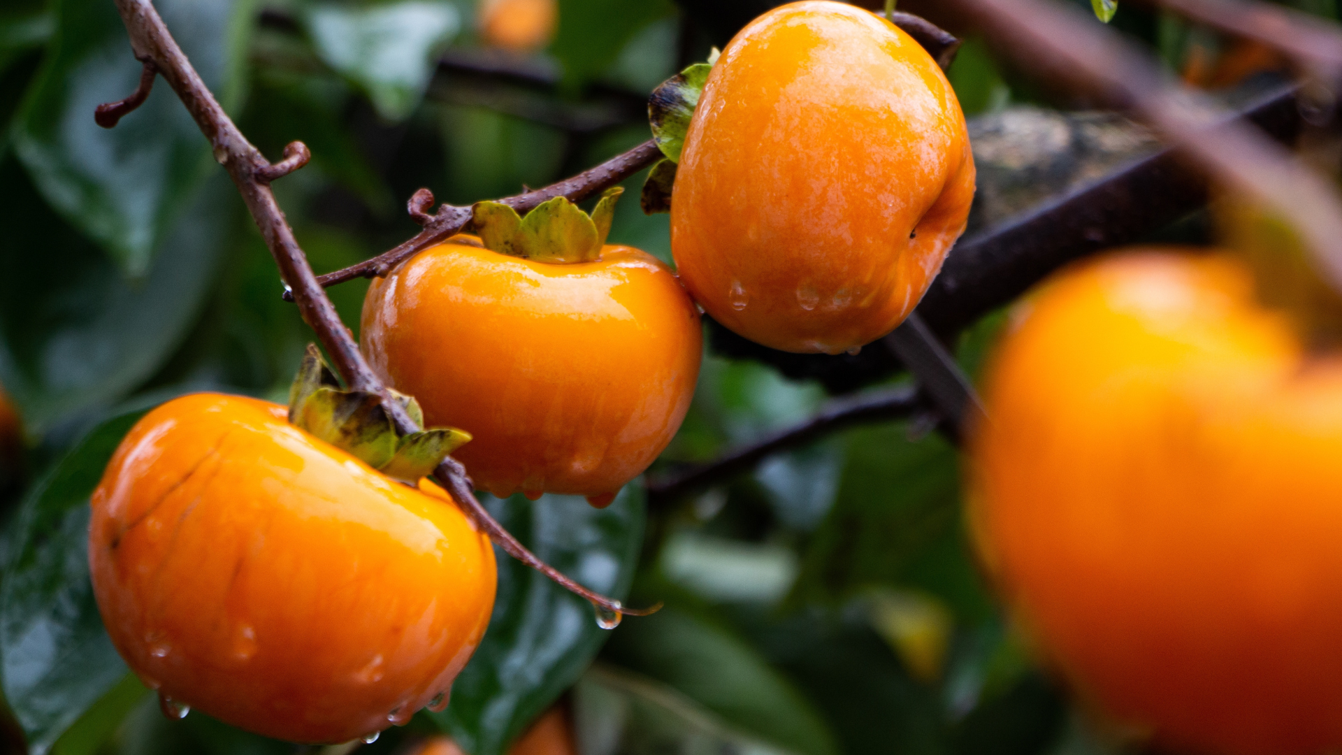 Guia Completo: Como Diferenciar Ramos Ladrões de Brotos Produtivos em Laranjeiras