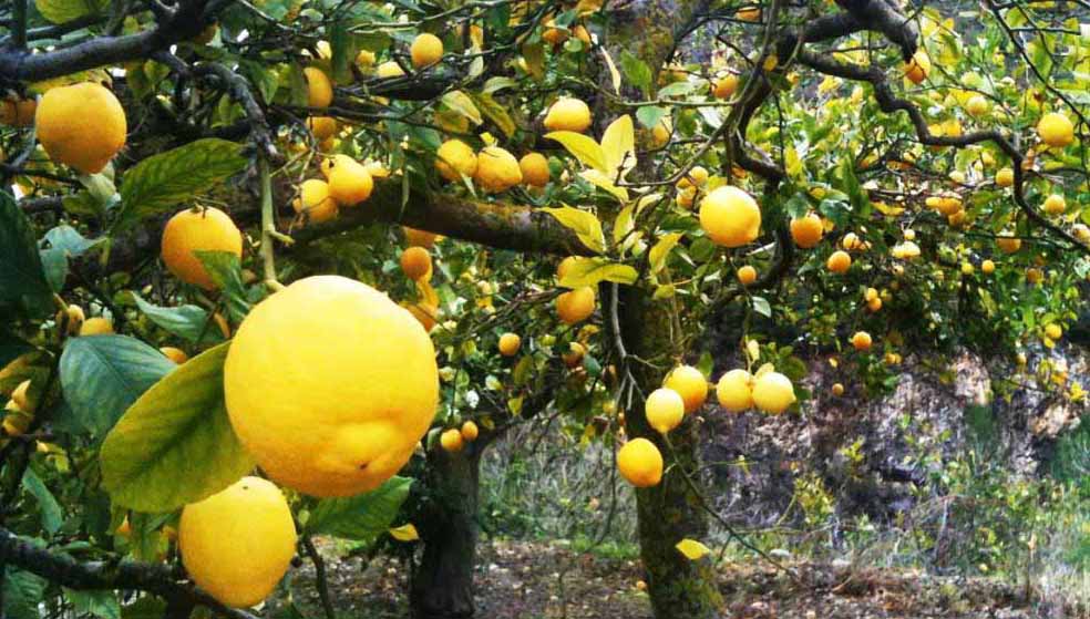 Ferramentas Essenciais para Poda de Frutíferas: Escolha e Esterilização