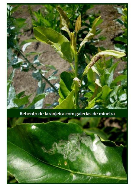 Ferramentas Essenciais para Poda de Frutíferas: Escolha e Esterilização