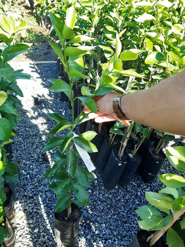 Calda Bordalesa: O Segredo para Proteger Suas Plantas Após a Poda