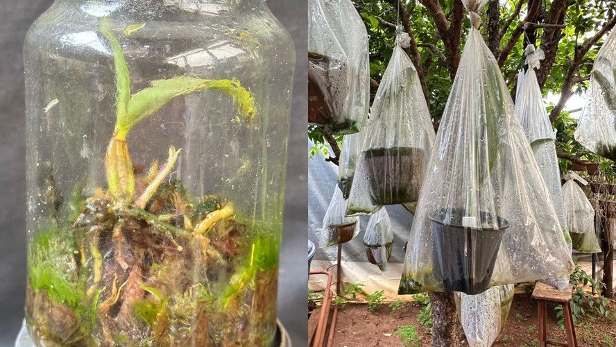 Guia Completo de Adubação para Laranjeiras Saudáveis