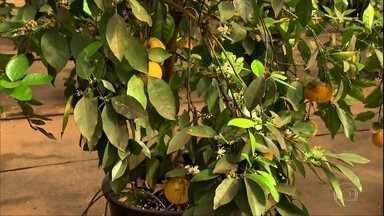 Poda Correta para Rejuvenescer Laranjeiras Antigas