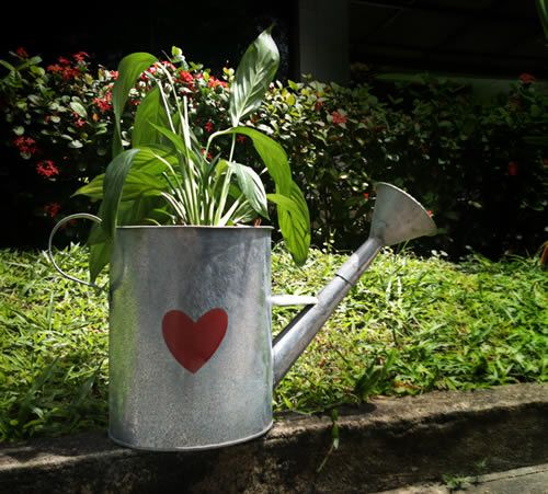 Transforme Seu Jardim com Regadores Vintage de Metal