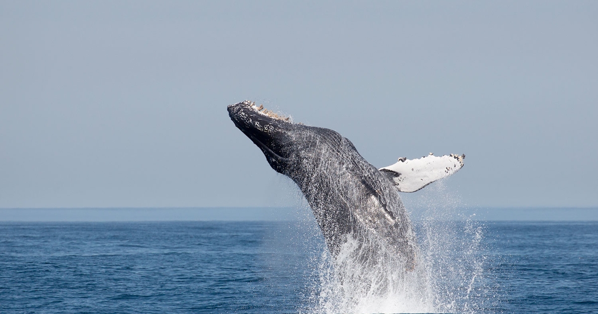 Descubra as Praias Escondidas da Costa das Baleias: De Prado a Mucuri