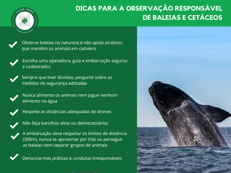 Como Planejar seu Roteiro de 7 Dias na Costa das Baleias