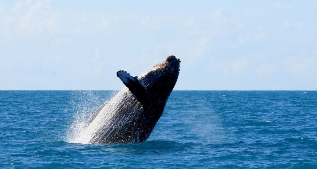 Guia Completo para o Avistamento de Baleias-Jubarte na Bahia