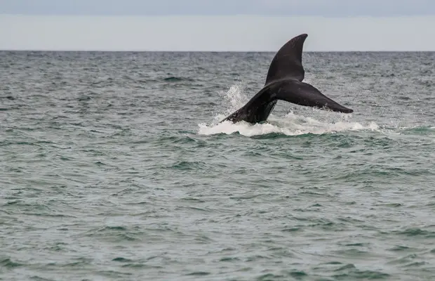 Como Planejar seu Roteiro de 7 Dias na Costa das Baleias