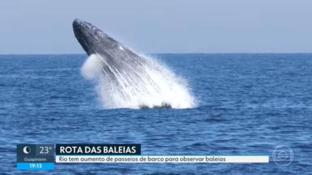 Guia Completo: Avistamento de Baleias Jubarte em Abrolhos