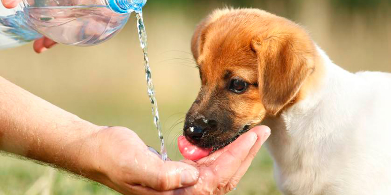 soro caseiro para cachorro filhote