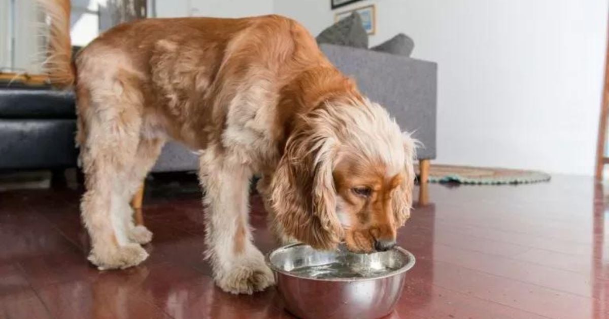 como fazer soro caseiro para filhote vomitando