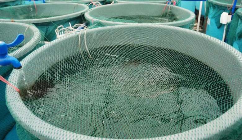 melhores tanques para criar tilápia em casa