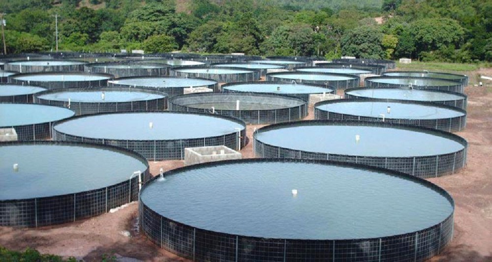 erros comuns ao escolher tanque para tilápia