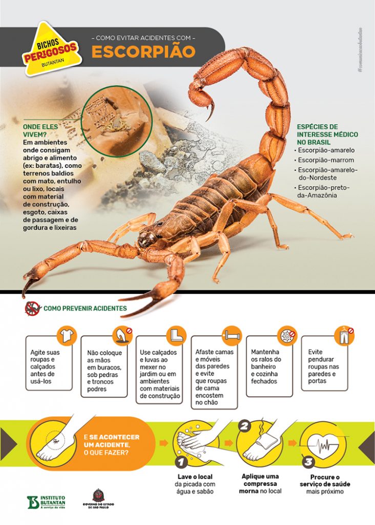 um escorpião