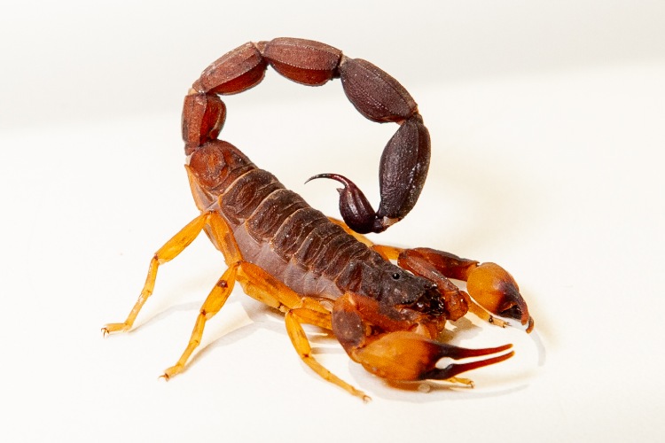 erros comuns ao lidar com escorpiões