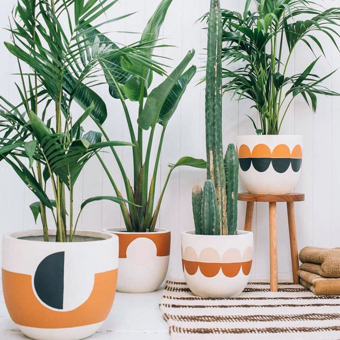 Vasos de Cerâmica vs. Vasos de Barro: Qual a Melhor Opção para Suas Plantas?